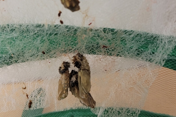 Bild der Schmetterlingsaufzuchtstation