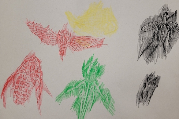 Zeichnung verschiedener Stadien von Schmetterlingen